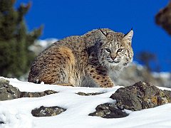 Cold Stare, Bobcat